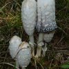 Coprinus comatus, Schopf-Tintling