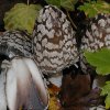 Coprinopsis picacea, Specht-Tintling