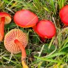 Hygrocybe coccinea, Kirschroter Saftling