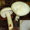 Hygrophorus chrysodon, Goldzahn-Schneckling