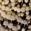 Coprinellus disseminatus, Gesäter Tintling
