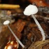 Hemimycena tortuosa, Tautropfen-Scheinhelmling