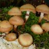 Kuehneromyces mutabilis, Stockschwämmchen