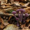 Laccaria amethystina, Violetter Lacktrichterling
