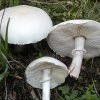 Leucoagaricus leucothites, Rosablättriger Egerlingsschirmling