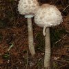Macrolepiota procera, Großer Riesenschirmling