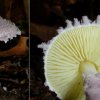 Cystolepiota bucknallii, Violetter Mehlschirmling