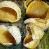 Phyllotopsis nidulans, Orangeseitling
