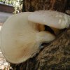 Pleurotus dryinus, Berindeter Seitling