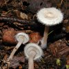 Ripartites tricholoma, Bewimperter Filzkrempling