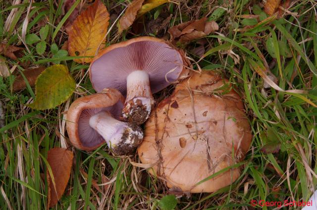 Violettgesaeumter Klumpfuss